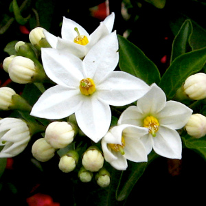 profumo per ambiente fiori d'arancio