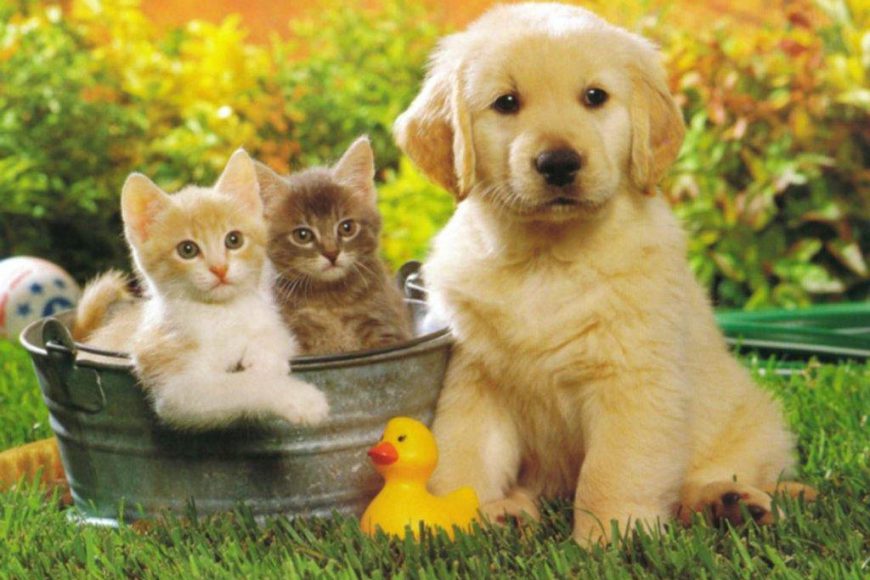 Amici Animali: prodotti naturali per cani, gatti e altri animali domestici