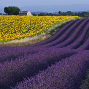 profumo ambienti lavanda provenza